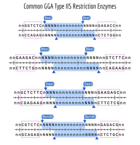 bbsi restriction enzyme|bbsi restriction site.